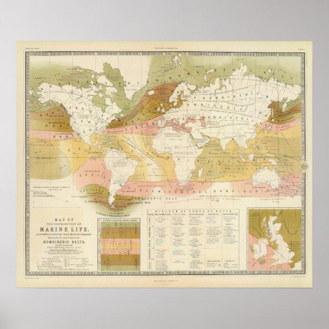 Póster Vida marinha (Frente)