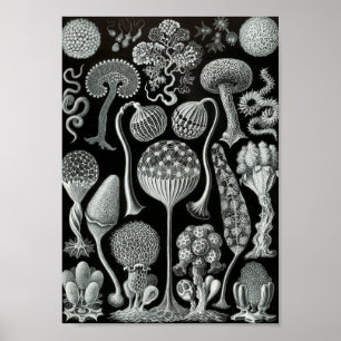 Póster Vida marinha 11" da arte de Ernst Haeckel x 8,5