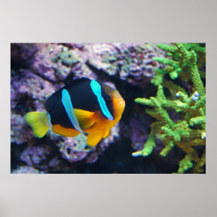 Póster Vida marinha colorida