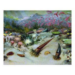 Póster Vida Marinha do Oceano Vintage - Conchas, Peixes, 