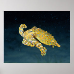 Poster Vida Marinha - Polvo