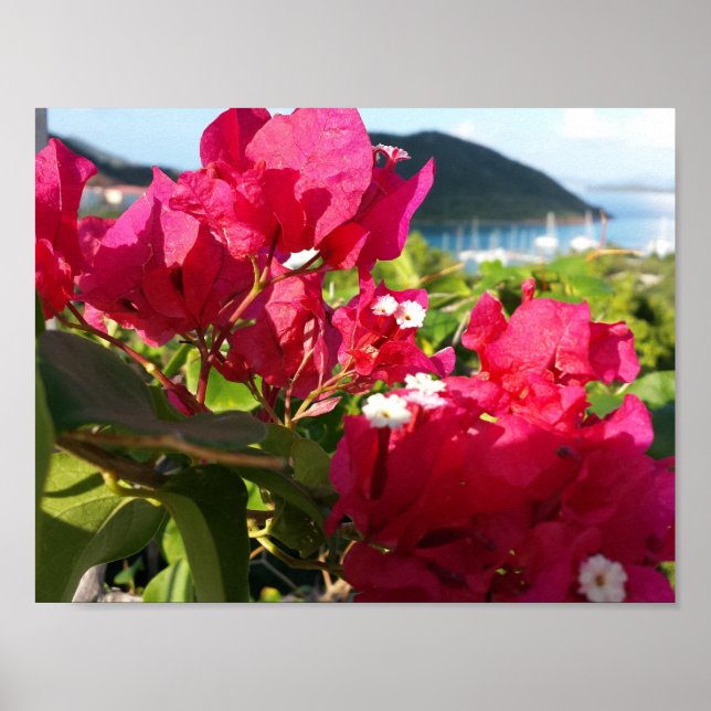 Póster Vida na Ilha Bougainvillea, cor-de-rosa, Caribe (Frente)