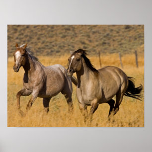 Poster Vida no Rancho em The Ponderosa Ranch