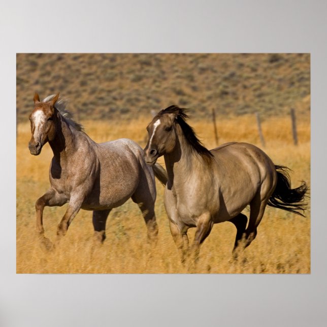 Poster Vida no Rancho em The Ponderosa Ranch (Frente)