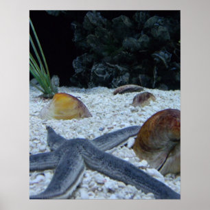 Poster Vida Oceânica