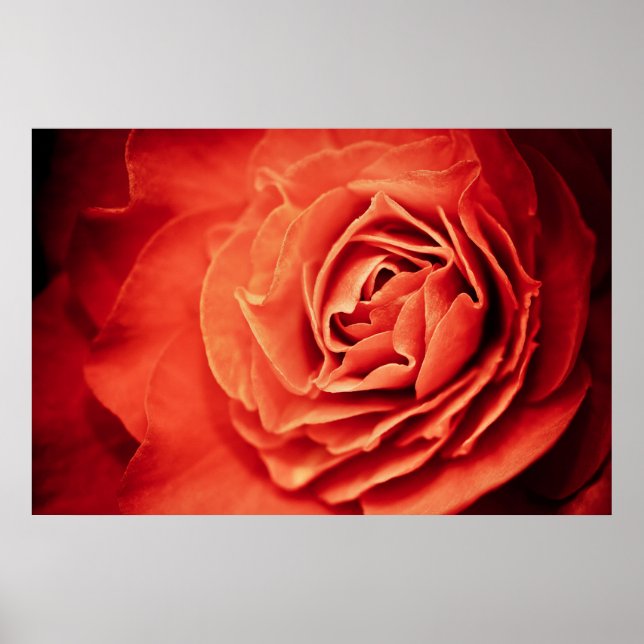 Poster vida rosada (Frente)