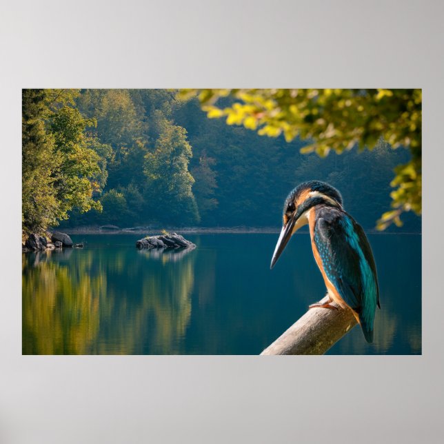 Poster Vida selvagem (Frente)