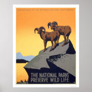 Póster Vida selvagem da conserva WPA 1939
