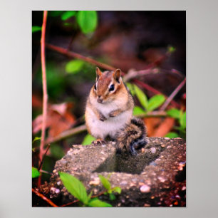 Poster Vida Selvagem de Chipmunk