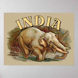 Poster Vida Selvagem Índia - Elefante Indiano
