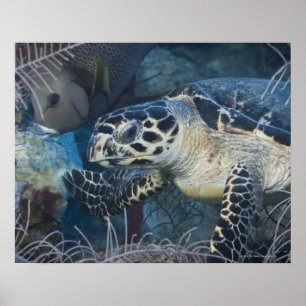 Póster Vida subaquática: Uma tartaruga de mar de