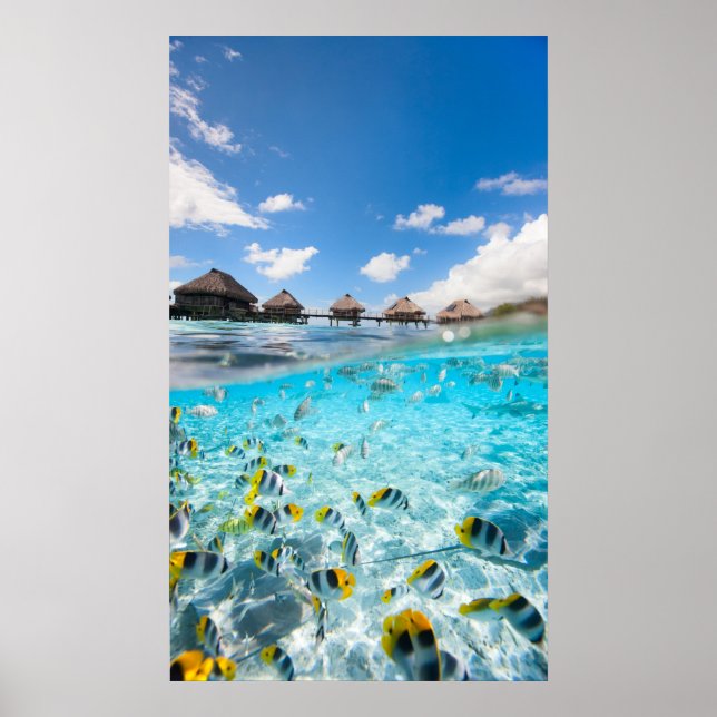 Póster Vida submarina (Frente)