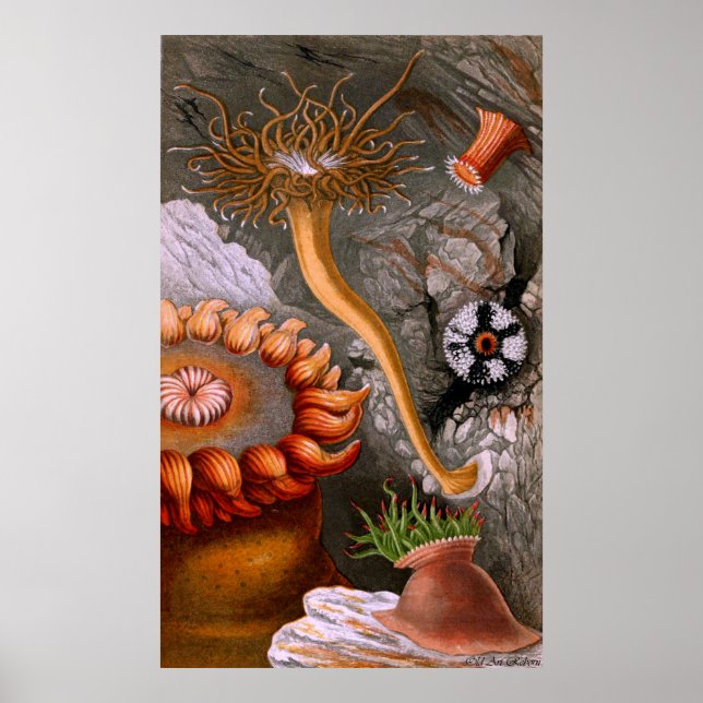 Poster Vida Submarina Quatro De Dez (Frente)