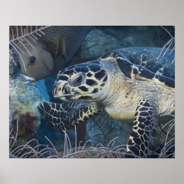 Póster Vida Submarina: Uma Tartaruga Marítima Hawksbill (Frente)