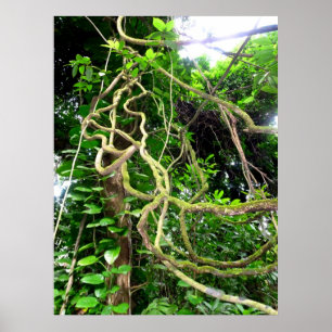 Póster Videiras da selva