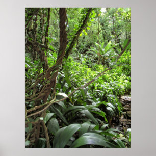 Póster Videiras havaianas da selva