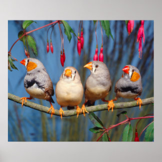Poster vier Zebrafinken nebeneinander auf Ast sitzend