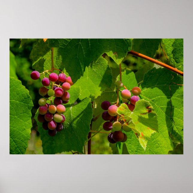 Poster Vigne Isabelle (Frente)