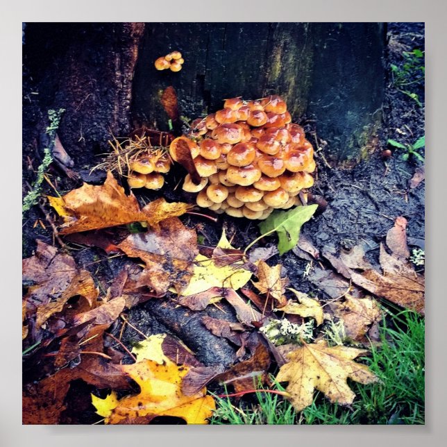 Poster Vila Mushroom (Frente)