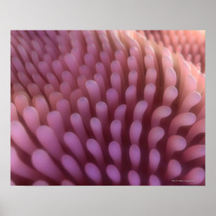 Póster Villi intestinais