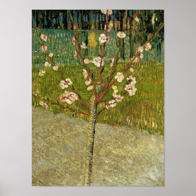 Poster Vincent van Gogh -  Amendoeira em flor (Frente)