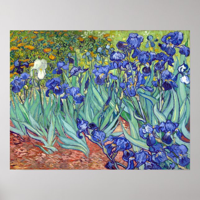 Poster Vincent van Gogh Irises (Frente)