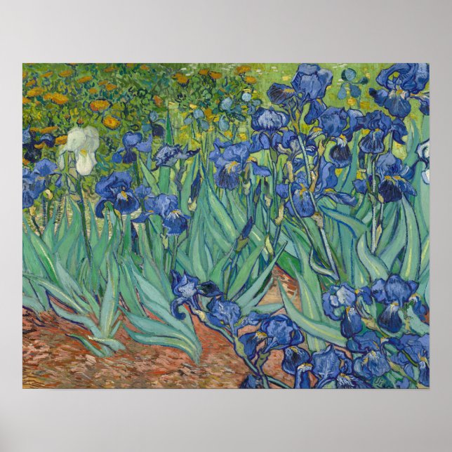 Poster Vincent van Gogh - Irrises (Frente)