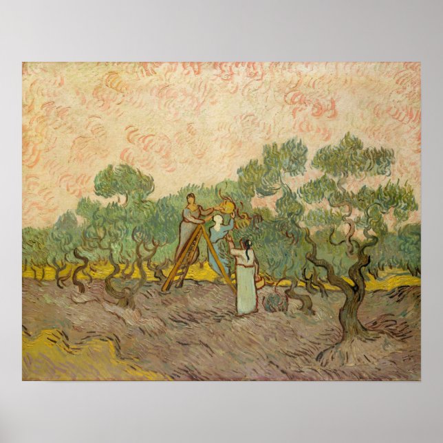 Poster Vincent van Gogh - Mulheres Colhendo Azeitonas (Frente)