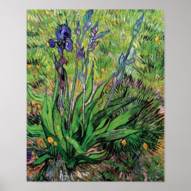Poster Vincent Van Gogh - O Íris Amante da Natureza Arte  (Frente)