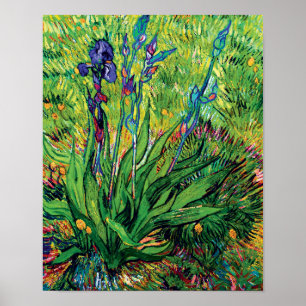 Poster Vincent Van Gogh - O Lírio - Amante de Flores Pop