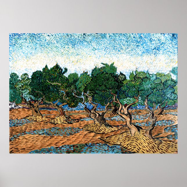 Poster Vincent van Gogh - Olive Grove (Frente)