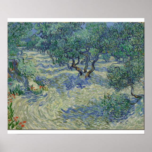 Poster Vincent Van Gogh - Olive Orchard (Frente)
