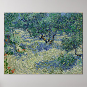 Póster Vincent van Gogh - Olive Orchard