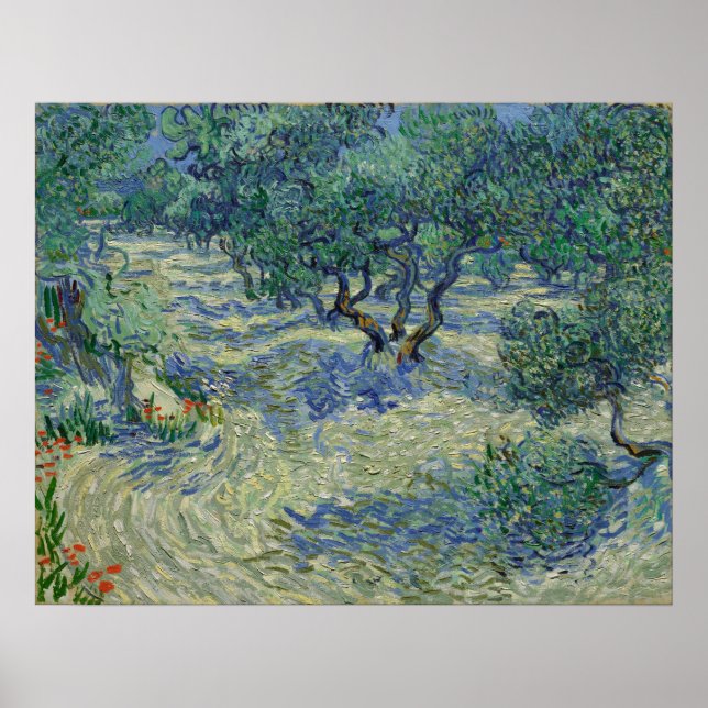 Póster Vincent van Gogh - Olive Orchard (Frente)