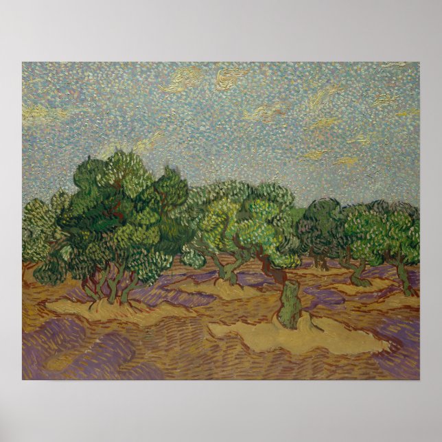Póster Vincent van Gogh - Oliveiras (Frente)
