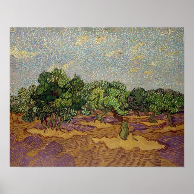 Poster Vincent van Gogh - Oliveiras (Frente)