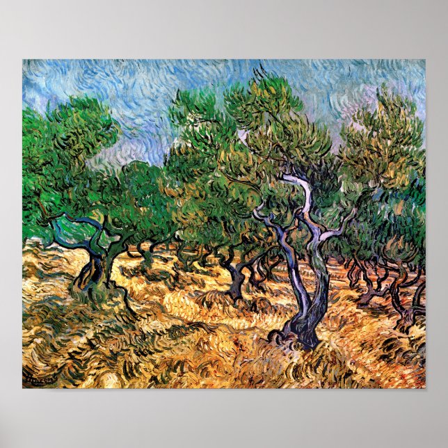 Póster Vincent Van Gogh - Oliveiras Arte Fina (Frente)