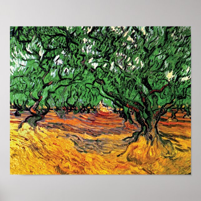 Póster Vincent Van Gogh - Oliveiras Arte Fina (Frente)
