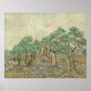 Póster Vincent Van Gogh Pomar De Oliva