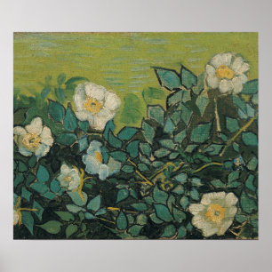 Poster Vincent Van Gogh - rosas selvagens abril, maio