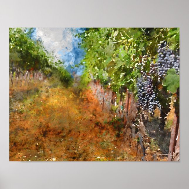 Póster Vineyard, Califórnia em Napa (Frente)