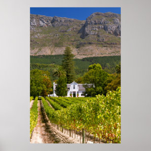 Póster Vineyard, Cape Town, Western Cape, South Africa 2