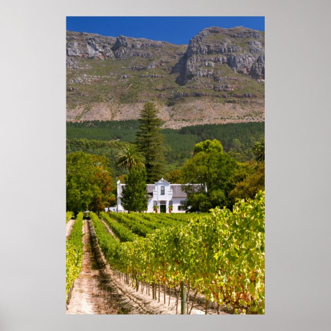 Póster Vineyard, Cidade do Cabo, Cabo Ocidental, África d (Frente)