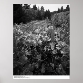 Poster Vineyard e Colinas, Draper Vineyard, 1966