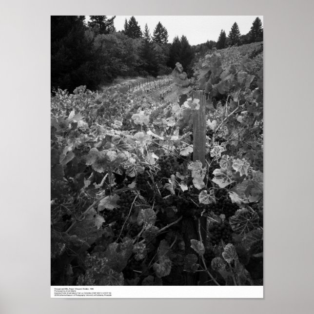 Poster Vineyard e Colinas, Draper Vineyard, 1966 (Frente)