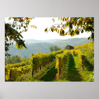 Póster Vineyard perto de Krems