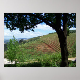 Póster Vineyard Pride