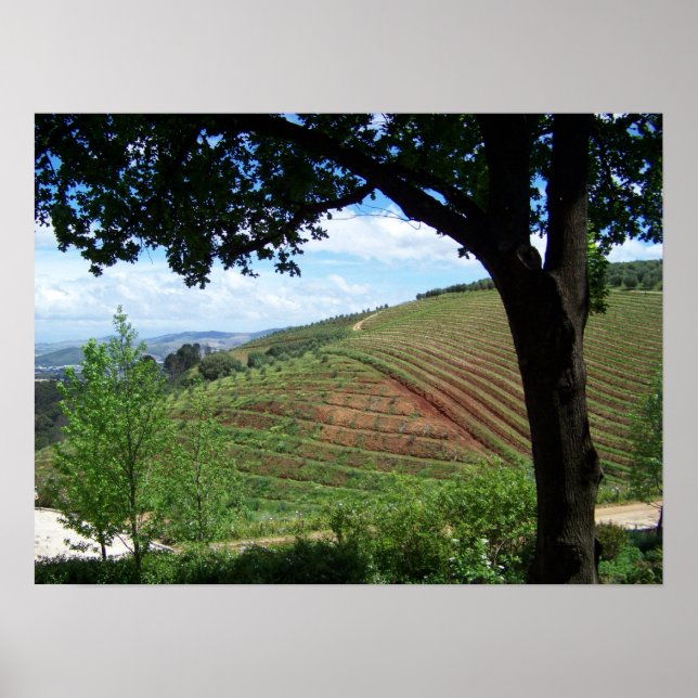 Póster Vineyard Pride (Frente)