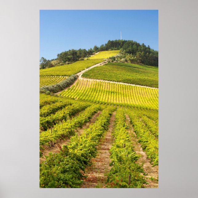 Poster Vineyard, Stellenbosch, Cabo Ocidental (Frente)