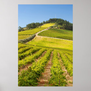 Poster Vineyard, Stellenbosch, Western Cape